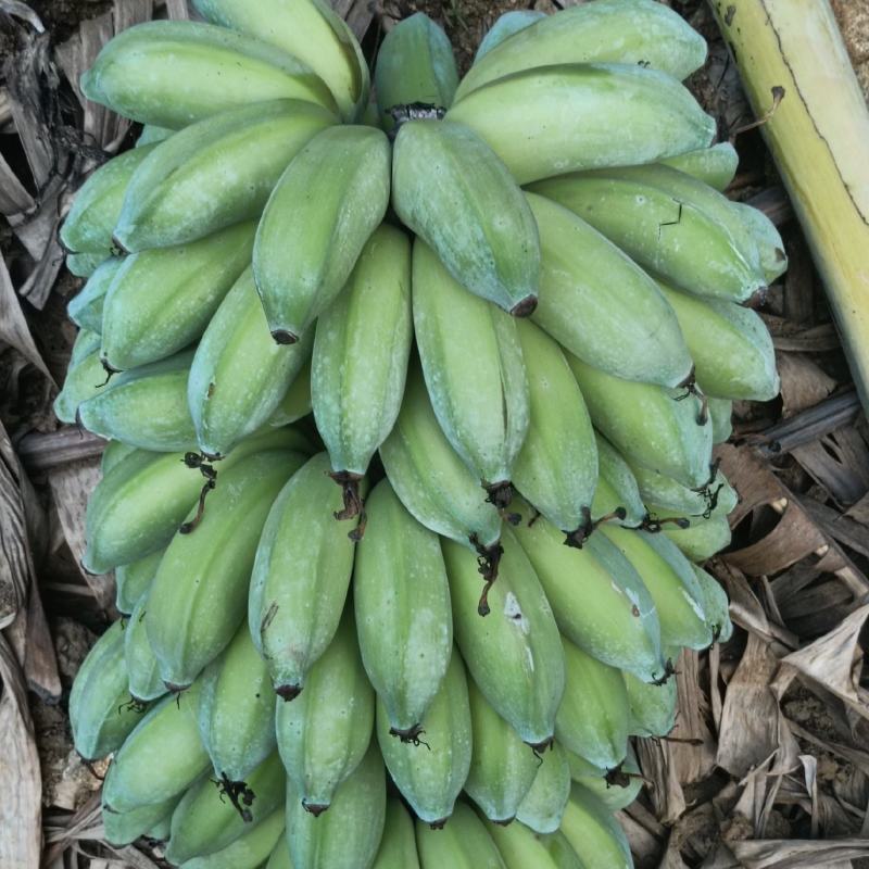 芭蕉