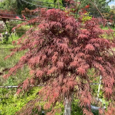 羽毛枫