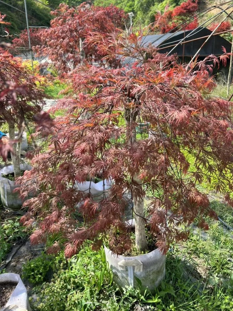 羽毛枫