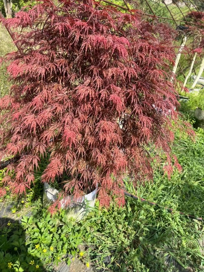 羽毛枫