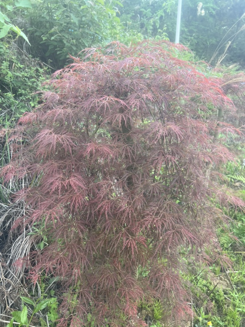 羽毛枫