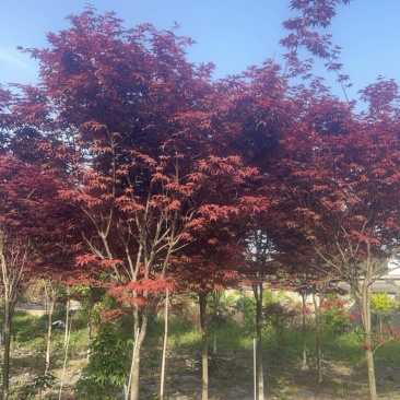 三季红红枫