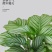 青苹果竹芋盆栽新房室内客厅吸甲醛绿植四季好养植物海芋净化空气