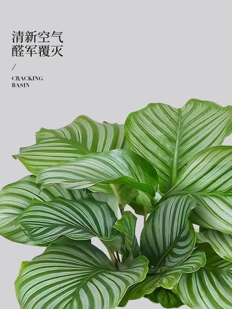 青苹果竹芋盆栽新房室内客厅吸甲醛绿植四季好养植物海芋净化空气