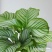 青苹果竹芋盆栽新房室内客厅吸甲醛绿植四季好养植物海芋净化空气