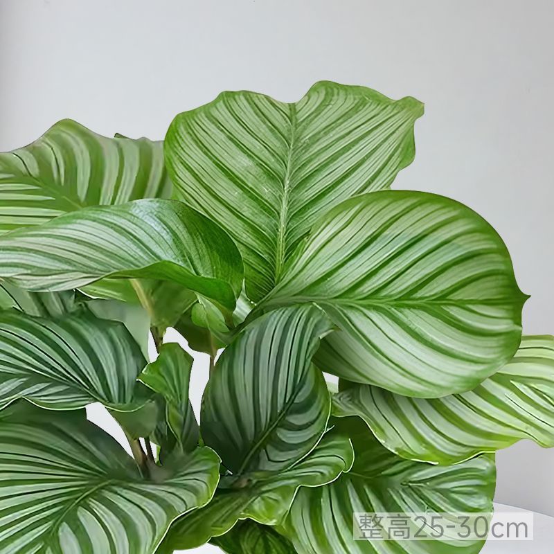 青苹果竹芋盆栽新房室内客厅吸甲醛绿植四季好养植物海芋净化空气