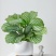 青苹果竹芋盆栽新房室内客厅吸甲醛绿植四季好养植物海芋净化空气