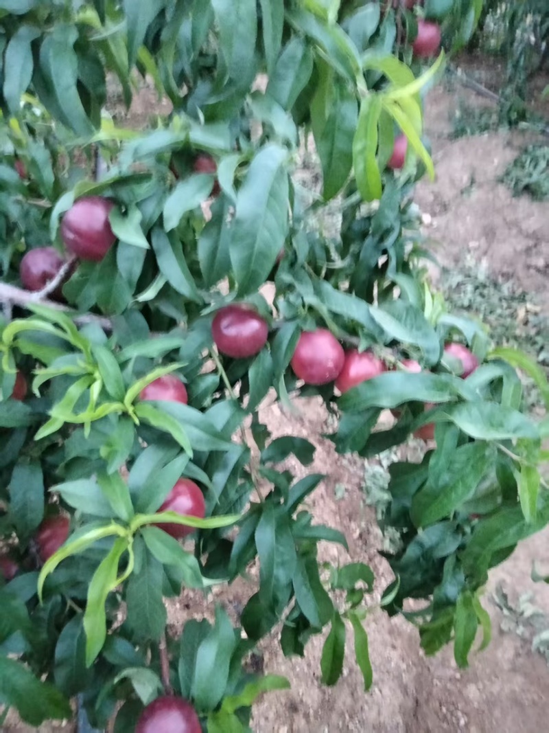 优质珍珠8号枣油桃，离核口感好枣蜜桃，表面光滑，