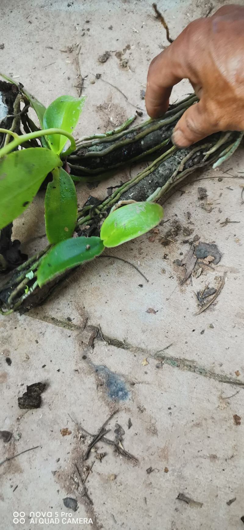兰花