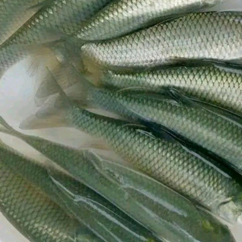 水产鱼苗/淡水鱼类草鱼