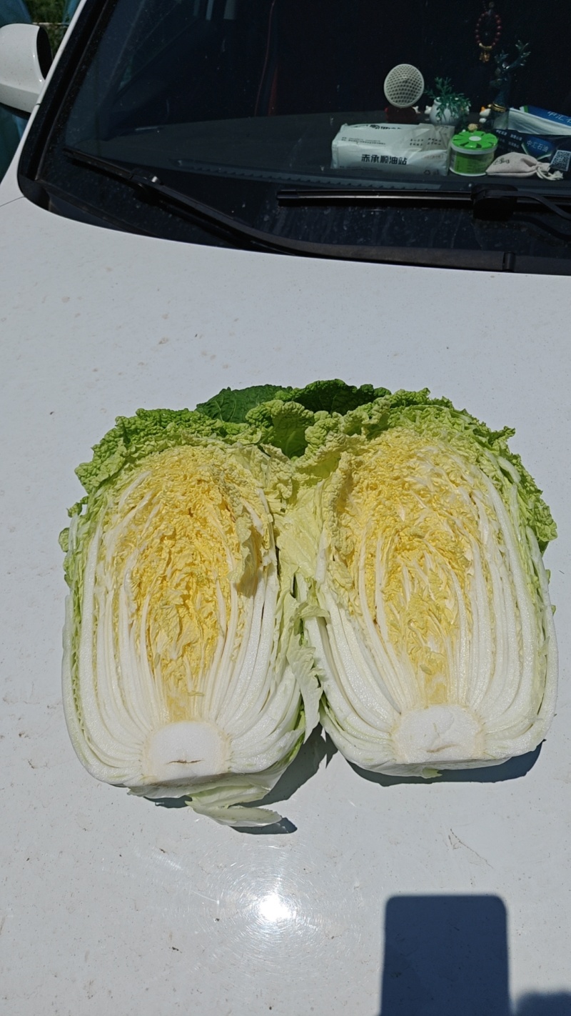 精品优质黄心白菜，新鲜上市，基地直供，来电洽谈