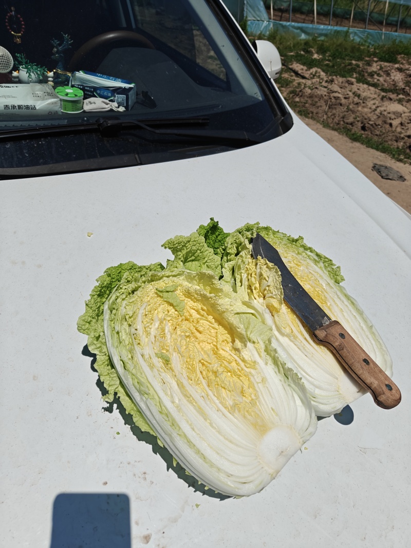 精品优质黄心白菜，新鲜上市，基地直供，来电洽谈