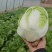 精品优质黄心白菜，新鲜上市，基地直供，来电洽谈