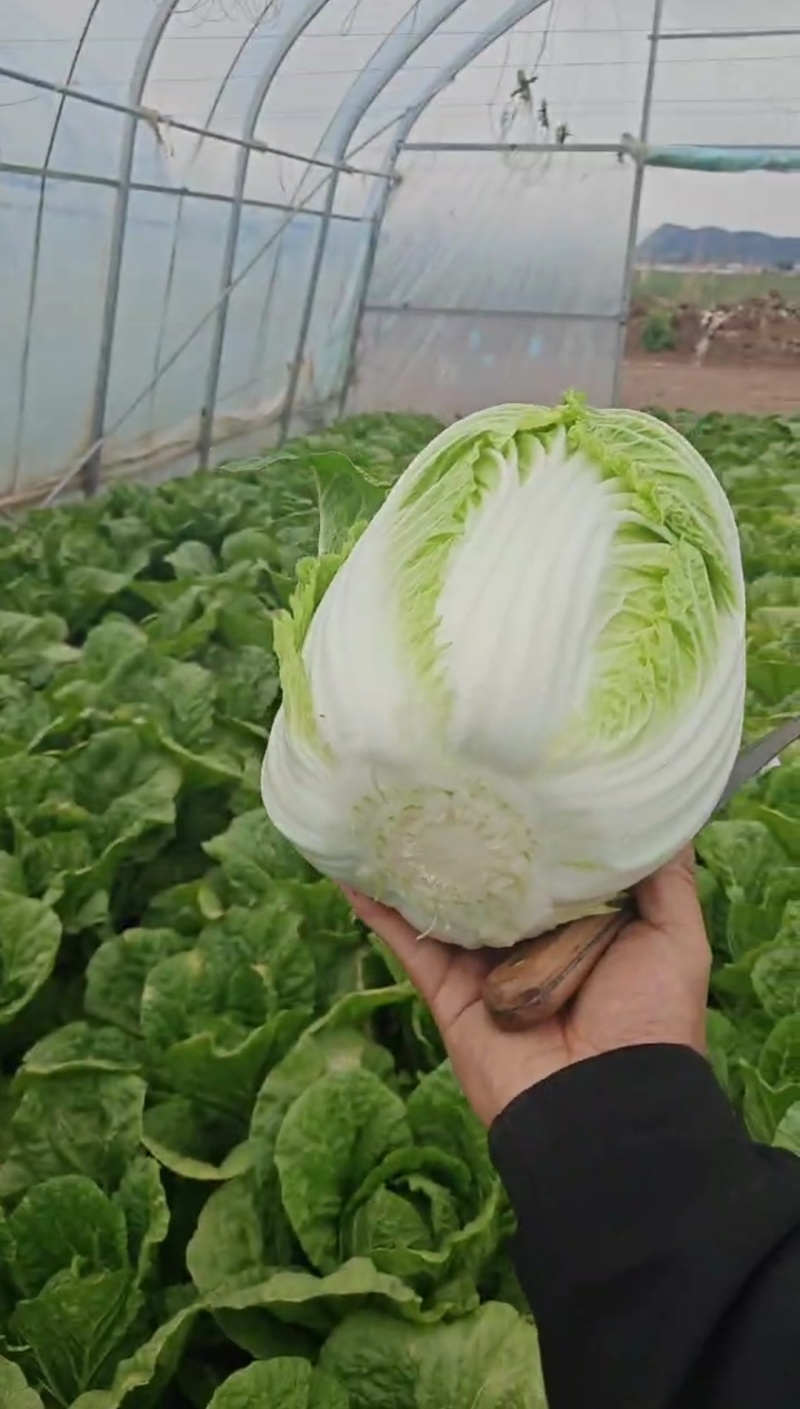 精品优质黄心白菜，新鲜上市，基地直供，来电洽谈