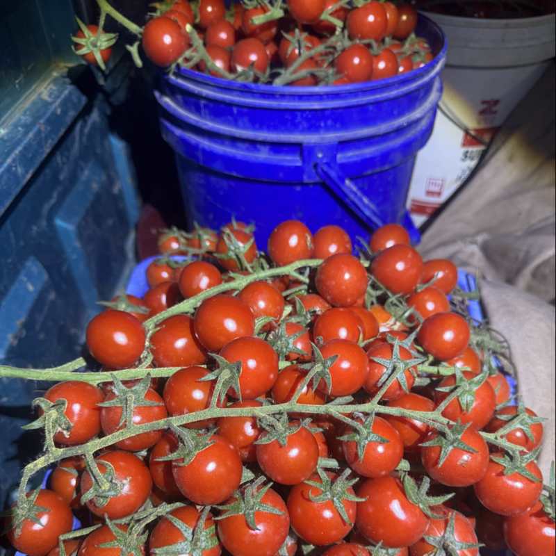串收小番茄大量上市
