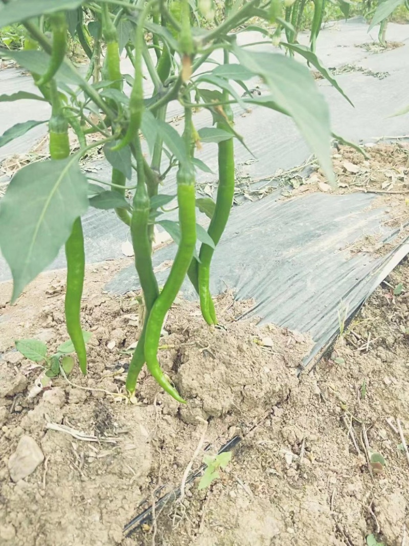 二荆条