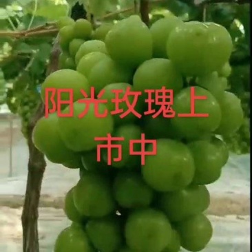 阳光玫瑰大量上市中