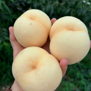 山东蒙阴白桃水蜜桃大量上市寻客商