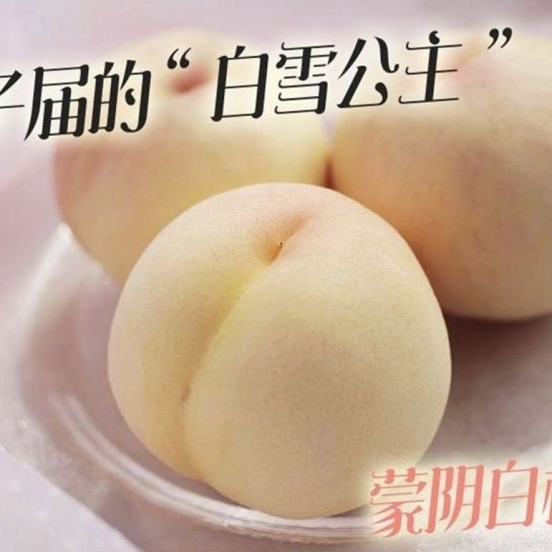 山东蒙阴白桃水蜜桃大量上市寻客商
