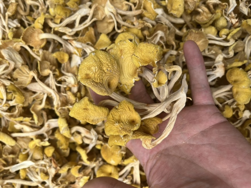 鸡油黄鸡油菌食用菌干货榆黄菇场地直销量大从优