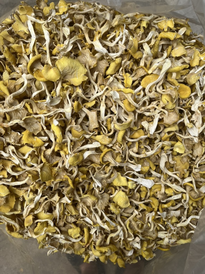 鸡油黄鸡油菌食用菌干货榆黄菇场地直销量大从优