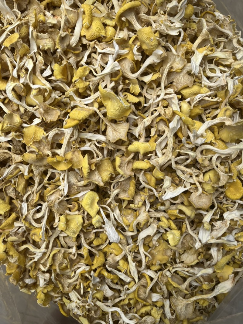 鸡油黄鸡油菌食用菌干货榆黄菇场地直销量大从优