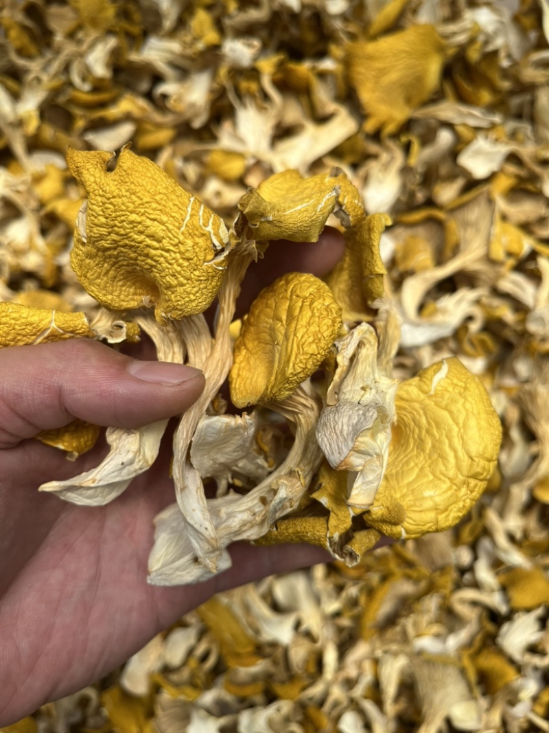鸡油黄鸡油菌食用菌干货榆黄菇场地直销量大从优