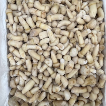 野生松茸冻品食用菌冻品台菌酒店餐饮直供场地直销