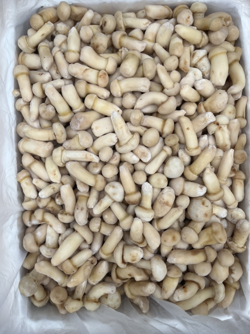 野生松茸冻品食用菌冻品台菌酒店餐饮直供场地直销