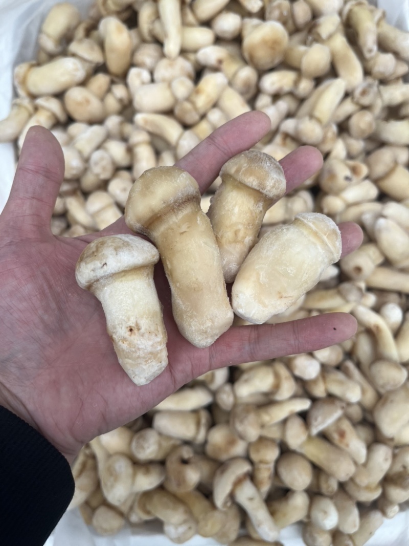 野生松茸冻品食用菌冻品台菌酒店餐饮直供场地直销