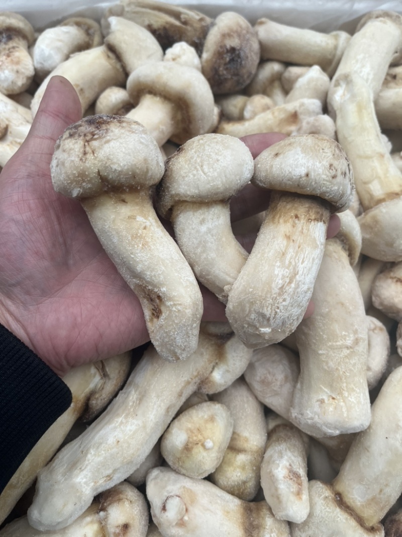 野生松茸冻品食用菌冻品台菌酒店餐饮直供场地直销
