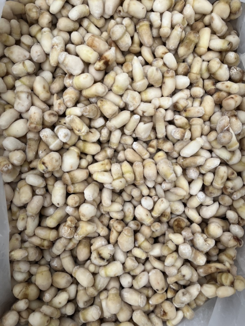 野生松茸冻品食用菌冻品台菌酒店餐饮直供场地直销