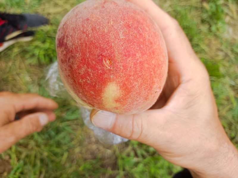 高山脆甜多汁桃