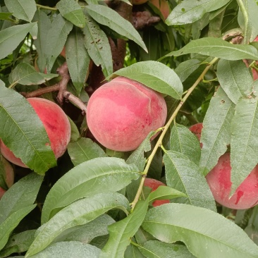 高山脆甜多汁桃