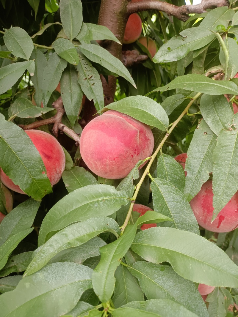 高山脆甜多汁桃
