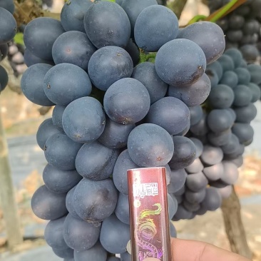 夏黑葡萄