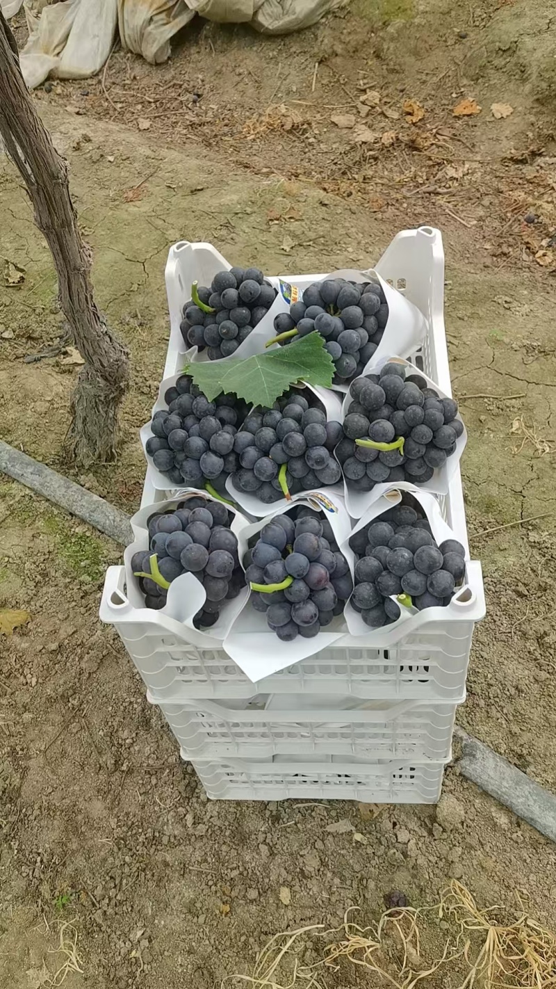 夏黑葡萄