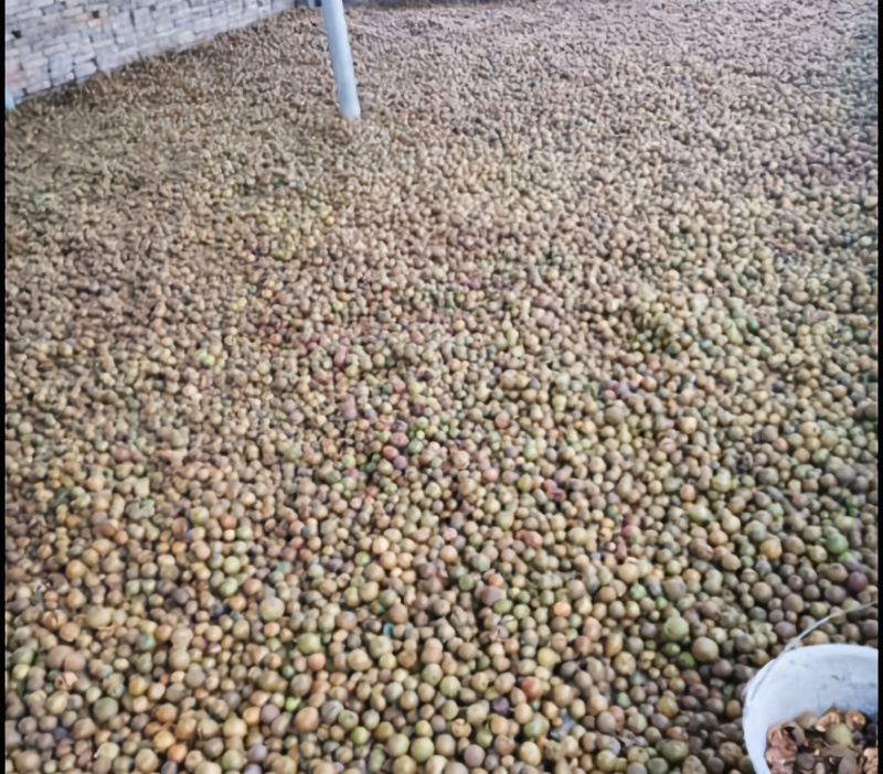 贵州野山茶油农产品