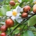贵州野山茶油农产品