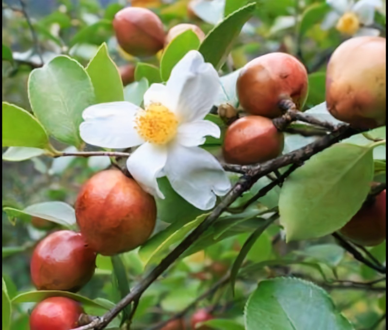 贵州野山茶油农产品