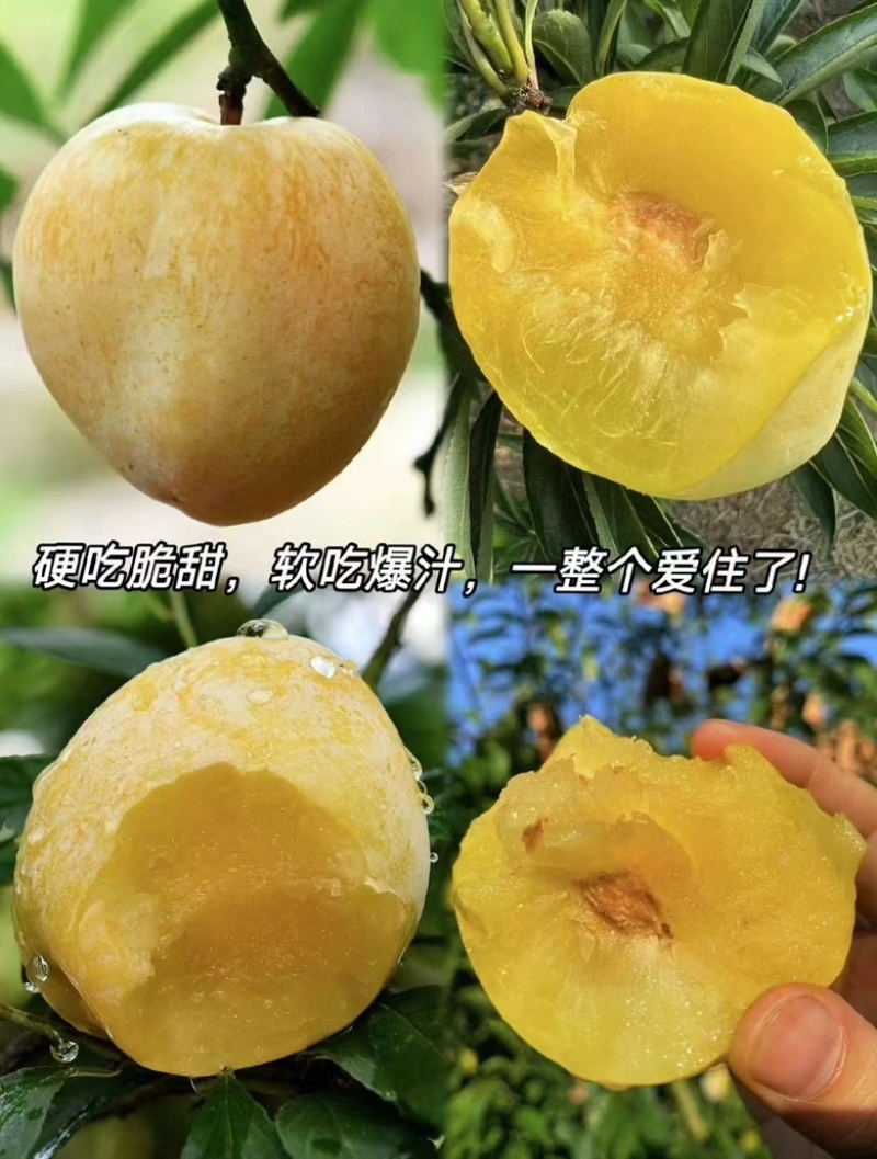 蜂糖奈李