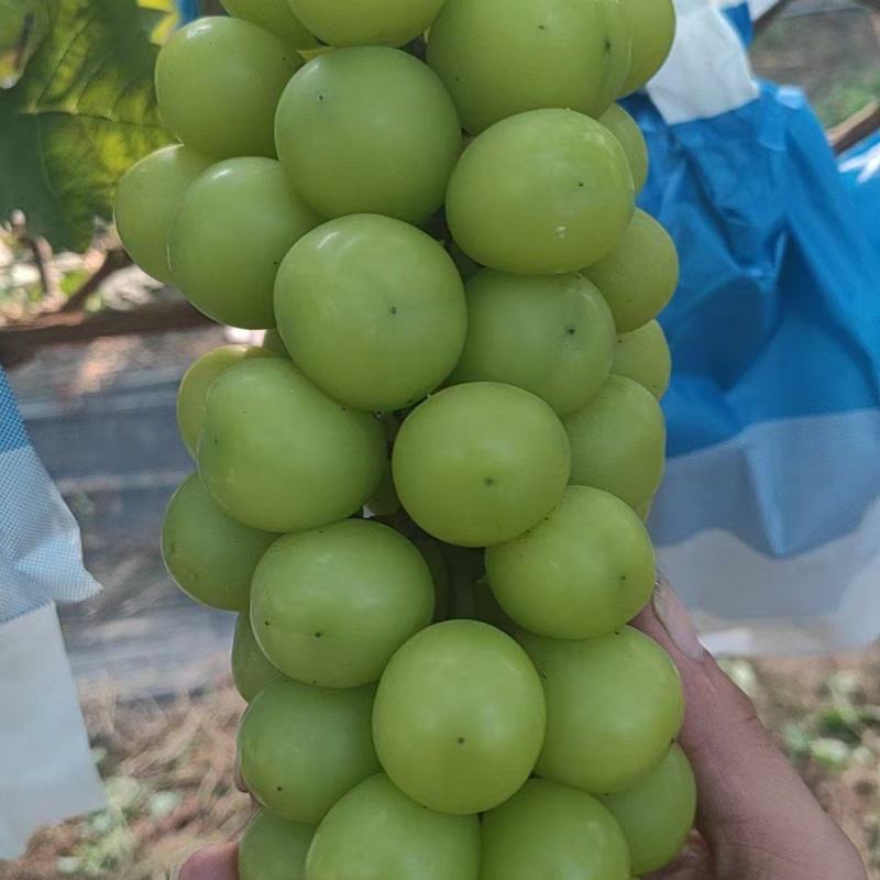 阳光玫瑰葡萄本地大量上市中，万亩基地，价格随行就市