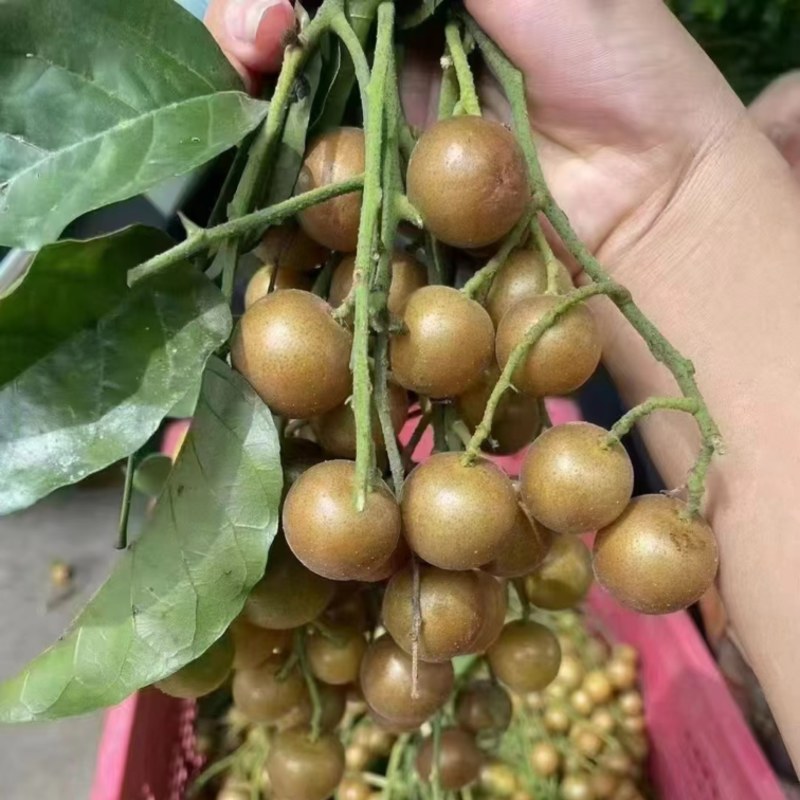黄皮果
