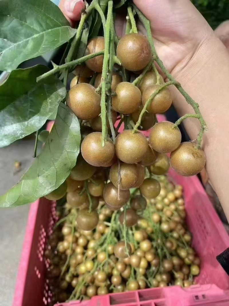 黄皮果