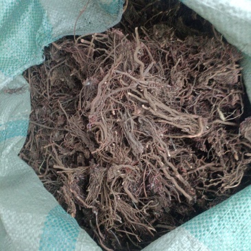 茜草统货