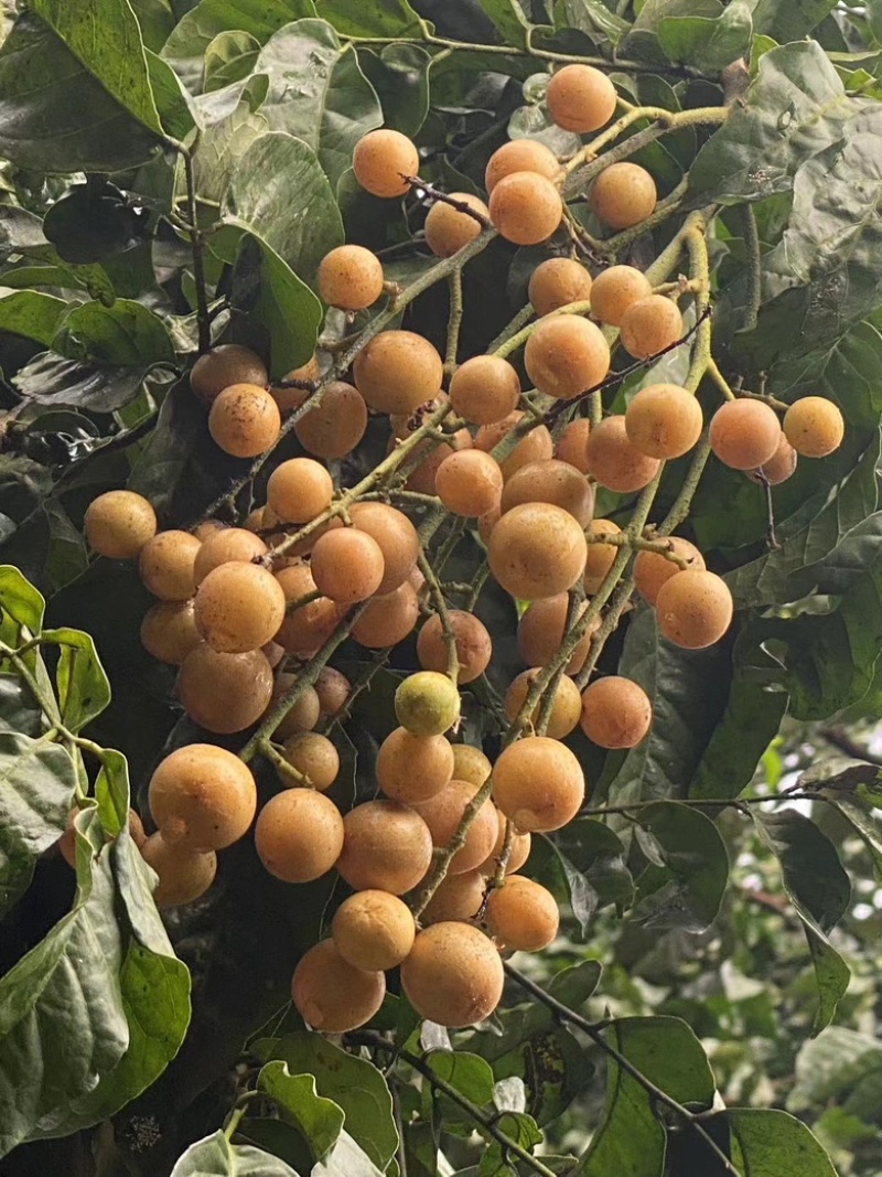黄皮果