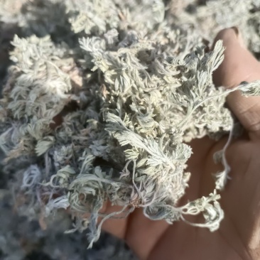 前期茵陈