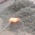前期茵陈