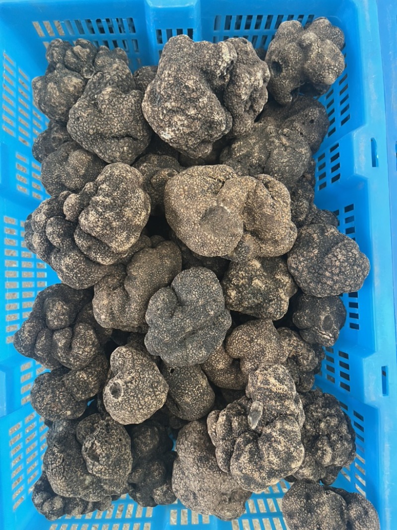 云南黑松露鲜货猪拱菌规格齐全一手货源产地直销批发