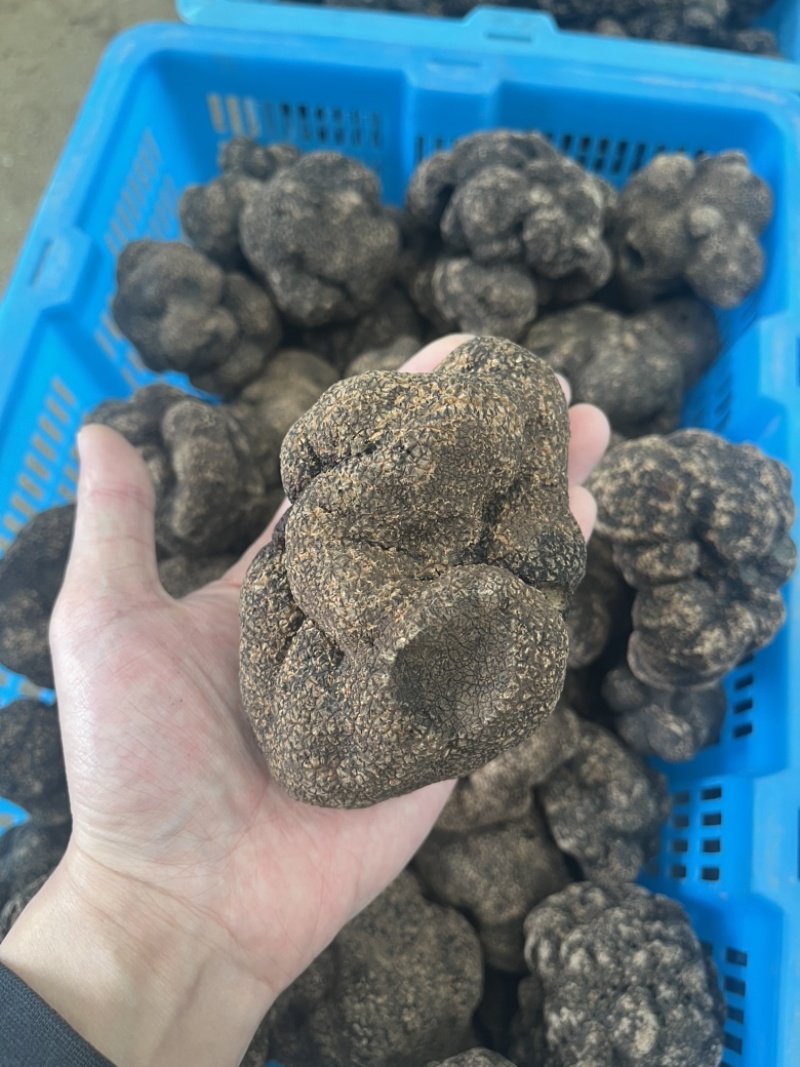 云南黑松露鲜货猪拱菌规格齐全一手货源产地直销批发